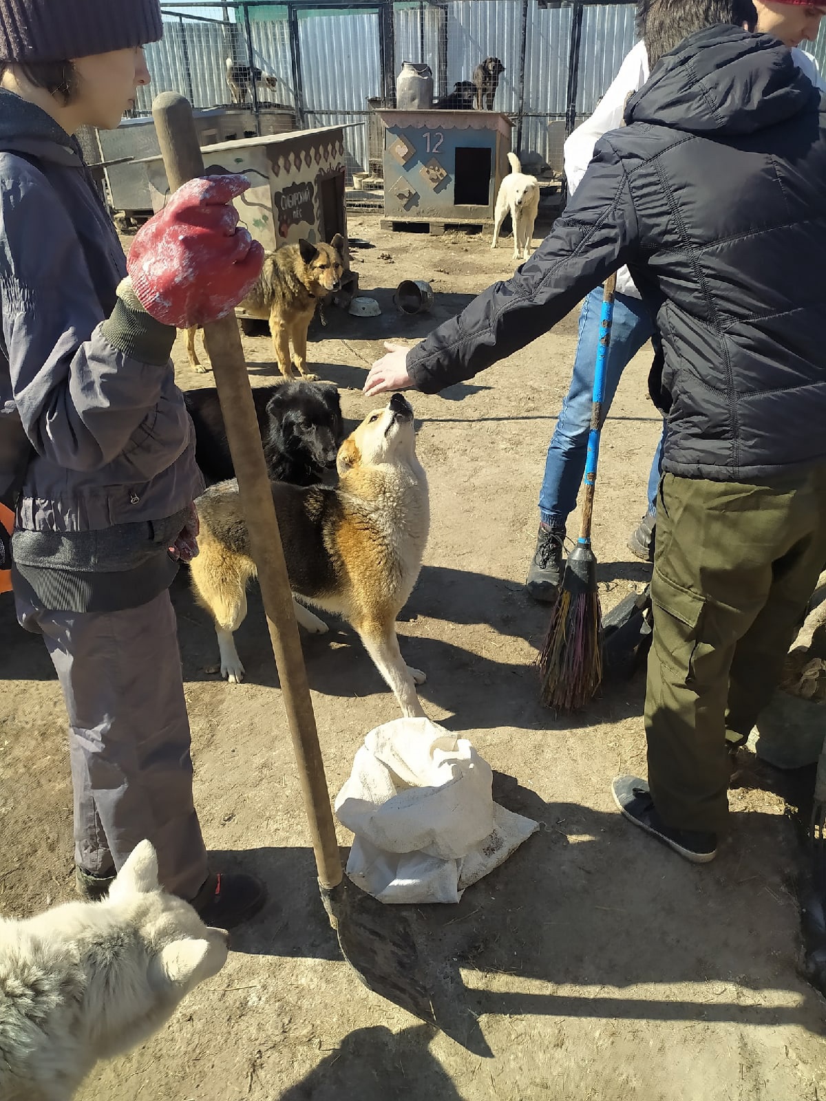 Тобольские комсомольцы провели субботник в приюте для собак